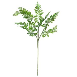 Fern Spray