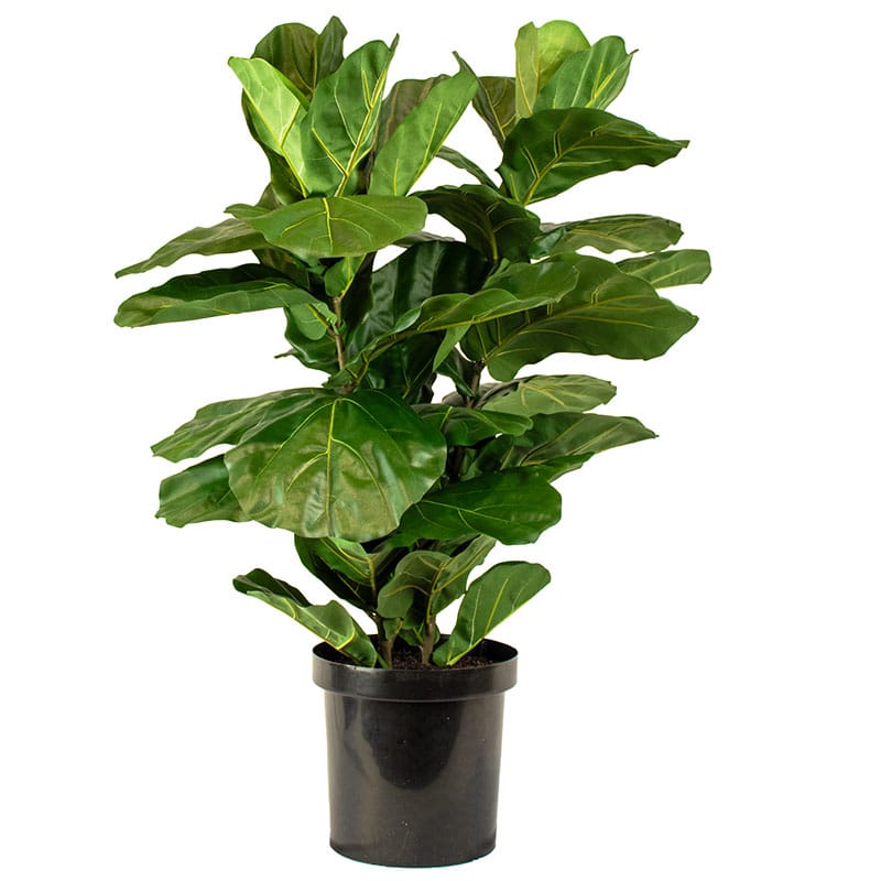 Fiddle Leaf