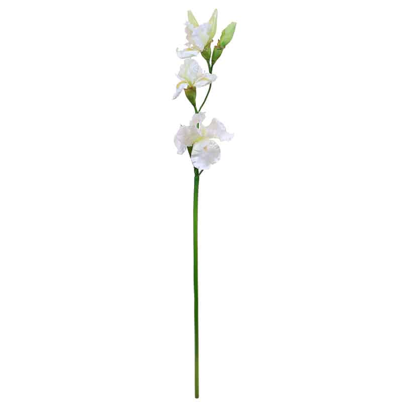 Iris Stem