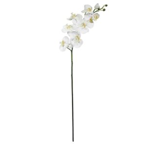 White Phalaenopsis Orchid