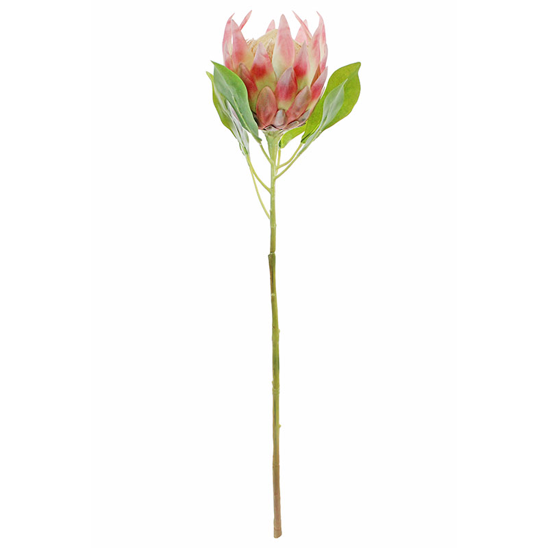 Pink King Protea Stem